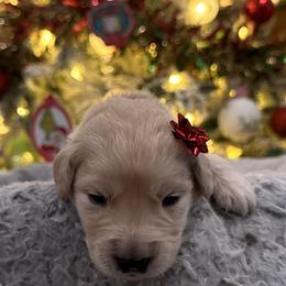Cindy Lou Who:Light Pink - Golden female Golden Retriever puppy in Monterey, Tennessee from Lawson’s Green Acres Goldens and Mini Dachshunds