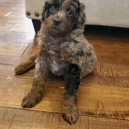 Aussiedoodle and Goldendoodle Puppies from JMR Aussies and Doodles