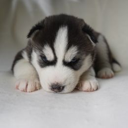 Asher - Black and white Siberian Husky puppy in Wiscasset, Maine from Running with Huskies