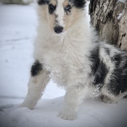 Collie Puppies from Goodwin Collies