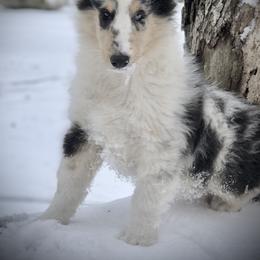 Collie Puppies from Goodwin Collies