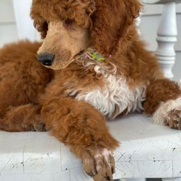 Clove - Apricot Poodle puppy in Dayton, Texas from Wolfe Island Poodles