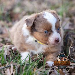 Miniature American Shepherd, Miniature Australian Shepherd, and Toy Australian Shepherd Puppies from Best Little Aussies