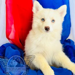 Nova's Andor - Tri-color male Pomsky puppy in Greeley, Colorado from Monarch Pomskies | Northern Colorado