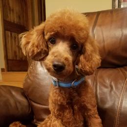 Darris - Poodle
