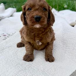 Puppy 3 - Apricot female Irish Doodle puppy in Bloomfield, Iowa from Schooley Doodles