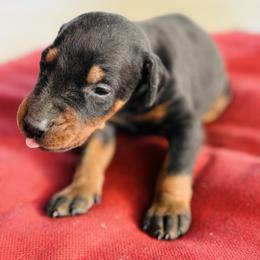 Armani - Black and rust male Doberman Pinscher puppy in Winchester, Ohio from 32 Farms