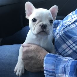 Bulldog, French Bulldog, and Pug Puppies from Royal destiny kennels