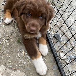 Nellie - Red tri-color female Australian Shepherd puppy in Belmont, Vermont from Pennyrile Australian Shepherds