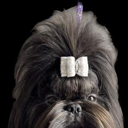 Angus - Shih Tzu