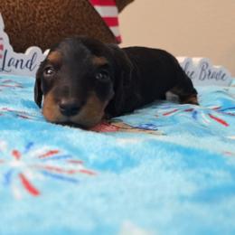Black and tan (small) - Black and tan male Dachshund puppy in West Plains, Missouri from Spring Creek Dachshunds