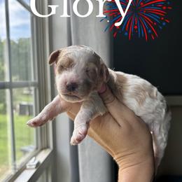 Glory - Parti female Goldendoodle puppy in Gastonia, North Carolina from Crowders Creek Doodles