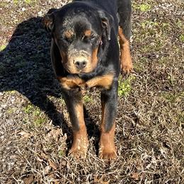 Rottweiler All Grown Up from Sweetgum Farm