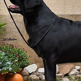 Labrador Retrievers from Deborah Weinman