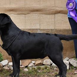 Labrador Retrievers from Deborah Weinman
