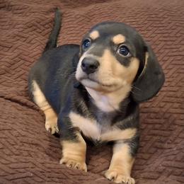 Dachshund Puppies from Dax Place