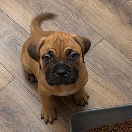 Vogue - Fawn female Bullmastiff puppy in South Attleboro, Massachusetts from Bessettes Bullies