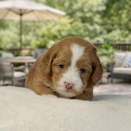 Corey - Caramel male Australian Labradoodle puppy in Anderson, California from Shaggy Doodles