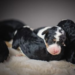 Female 5 - Tri-color female Bernedoodle puppy in Caldwell, Idaho from Boise Doodle Co.