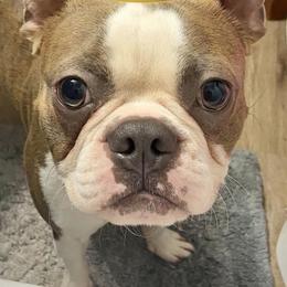 Duke - Blue male Boston Terrier puppy in Rosston, Arkansas from Green Acre Boston Terriers