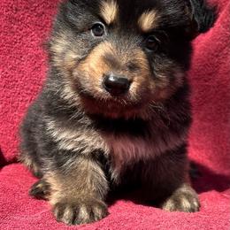 Male 1 - Liver male German Shepherd puppy in Allentown, Pennsylvania from VMH Shepherds