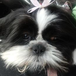 Yeti - Shih Tzu