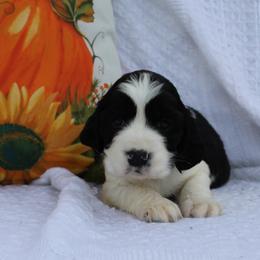 Mahogany - Black and white female English Springer Spaniel puppy in Lexington, South Carolina from House Tiner Springers
