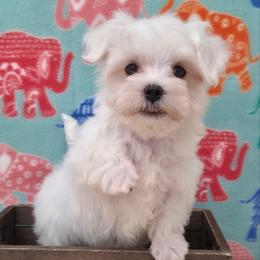Luca - White male Maltese puppy in Monticello, Iowa from Ashley’s Puppies