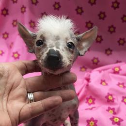 Chihuahua and Chinese Crested Puppies from Western Kentucky Chihuahua’s and Chinese Crested’s