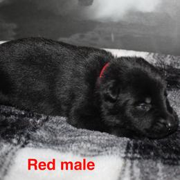 Red collar - Black male German Shepherd puppy in Ann Arbor, Michigan from Von Der Havier German Shepherds