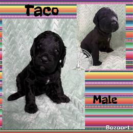Taco - Tri-color male Bernedoodle puppy in Godwin, North Carolina from Farm Sweet Farm Doodles