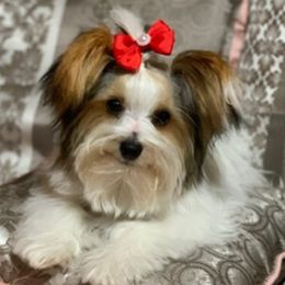 Gizmo - Yorkshire Terrier