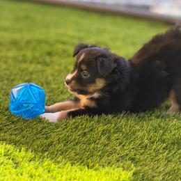 Maple - Black tri female Miniature Australian Shepherd puppy in Oroville, California from Diamond Arrow Aussies