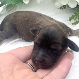 Banks - Red male Dachshund puppy in Exeter, California from Sawtooth Miniature Dachshunds