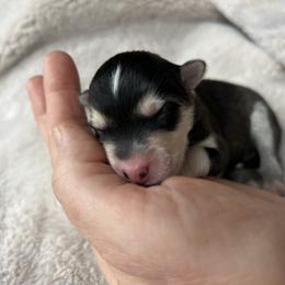 Driggs - Black and white male Pomsky puppy in Rathdrum, Idaho from Smart Pomskies and Frenchies
