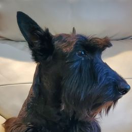 Skylar - Scottish Terrier