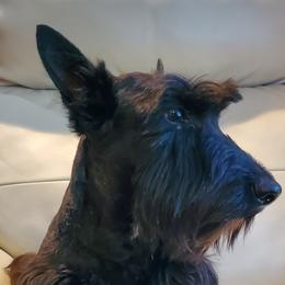 Skylar - Scottish Terrier