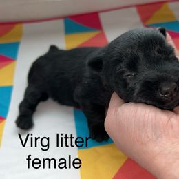 Scottish Terrier Puppies from Oodles of Cuties!