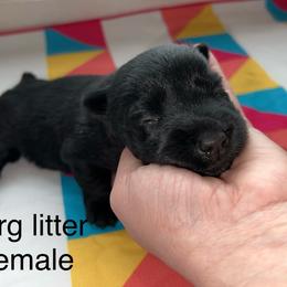 Scottish Terrier Puppies from Oodles of Cuties!