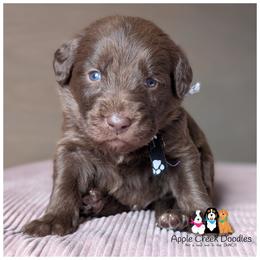 Male 3 pick open - F1 Labradoodles - OFA-Genetics-2 year warranty. - Chocolate male Labradoodle puppy in Jeddo, Michigan from Apple Creek Doodles