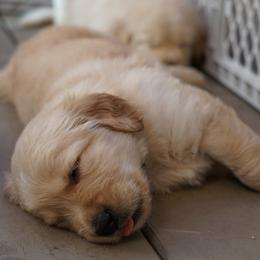 Golden Retriever, Goldendoodle, and Sheepadoodle Puppies from Guppy Puppies