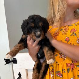 Pink Collar Girl - Tri-color female Bernedoodle puppy in Ogden, Utah from Salty Point Doodles