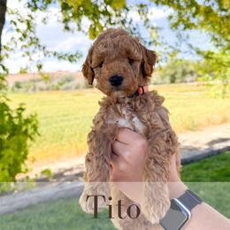 Tito - Red  male Goldendoodle puppy in Melba, Idaho from KZ Doodles