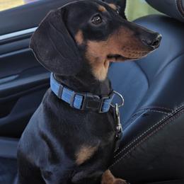 Dachshund puppies from Golden Paws Dachshunds