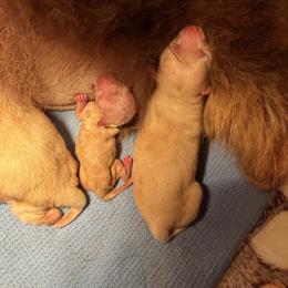 Fuji - Blue fawn male Chihuahua puppy in Seneca, Missouri from Stephanie’s Puppy Colony