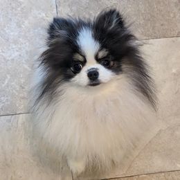 Milo - Pomeranian