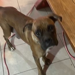 Sheba - Boxer