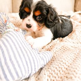 Cavalier King Charles Spaniel puppies from Pixie Dust Cavaliers