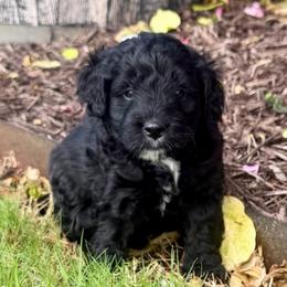 Blaze- Price 1800. - Black and white male Aussiedoodle puppy in Midlothian, Texas from Gray Doodles
