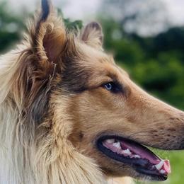 Sadie - Collie